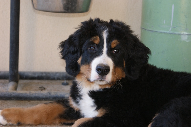 chiot Bouvier Bernois de la Rivière d'Ambaldor