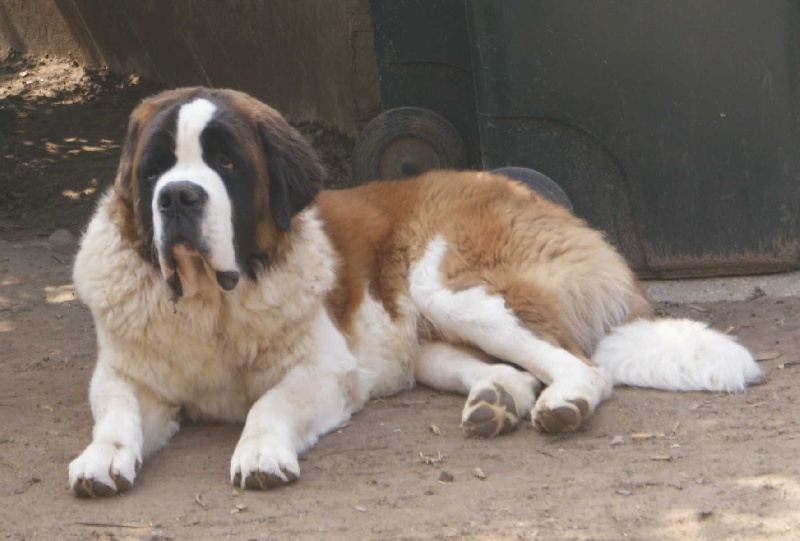 SAINT BERNARD : FEXTER